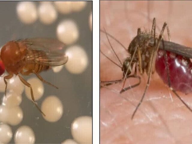 PhD Course: Insect Chemical Ecology (ICE 26) Alnarp, Sweden | May 25 – June 5, 2026